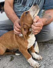 GALLAGHER, Hund, Mischlingshund in Kroatien - Bild 12