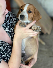 GALLAGHER, Hund, Mischlingshund in Kroatien - Bild 15