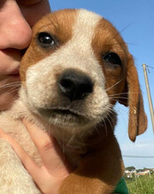 GALLAGHER, Hund, Mischlingshund in Kroatien - Bild 17