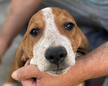 GALLAGHER, Hund, Mischlingshund in Kroatien - Bild 5