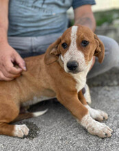 GALLAGHER, Hund, Mischlingshund in Kroatien - Bild 6