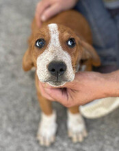 GALLAGHER, Hund, Mischlingshund in Kroatien - Bild 8