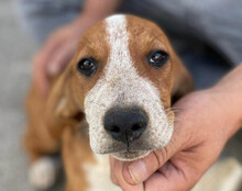 GALLAGHER, Hund, Mischlingshund in Kroatien - Bild 9