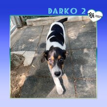 DARKO2, Hund, Mischlingshund in Bulgarien - Bild 1