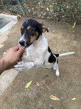 DARKO2, Hund, Mischlingshund in Bulgarien - Bild 2