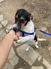 DARKO2, Hund, Mischlingshund in Bulgarien - Bild 7