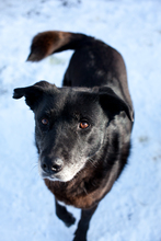 PEPPER, Hund, Mischlingshund in Duisburg