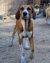 SKY, Hund, Mischlingshund in Kroatien - Bild 1