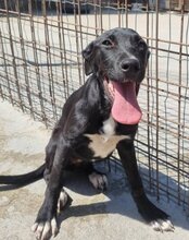 GRETA, Hund, Mischlingshund in Kroatien