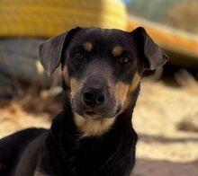 TINO, Hund, Pinscher Mix in Spanien