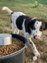 HANNES, Hund, Mischlingshund in Rumänien - Bild 1