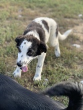 HANNES, Hund, Mischlingshund in Rumänien - Bild 2