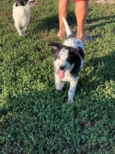 HANNES, Hund, Mischlingshund in Rumänien - Bild 3