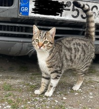 BIENCHEN, Katze, Hauskatze in Griechenland - Bild 2