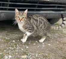 BIENCHEN, Katze, Hauskatze in Griechenland - Bild 3