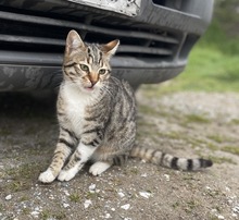 BIENCHEN, Katze, Hauskatze in Griechenland - Bild 4