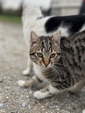 BIENCHEN, Katze, Hauskatze in Griechenland - Bild 5