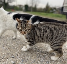 BIENCHEN, Katze, Hauskatze in Griechenland - Bild 6