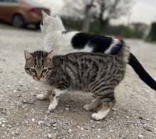 BIENCHEN, Katze, Hauskatze in Griechenland - Bild 7