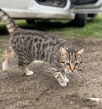 BIENCHEN, Katze, Hauskatze in Griechenland - Bild 8