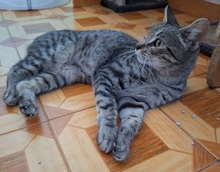 RABBIT, Katze, Europäisch Kurzhaar in Spanien