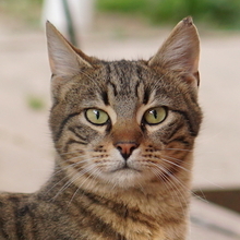 BOMMEL, Katze, Hauskatze in Griechenland
