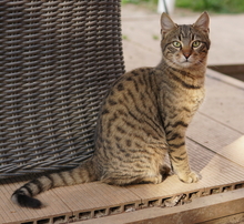 BOMMEL, Katze, Hauskatze in Griechenland - Bild 10