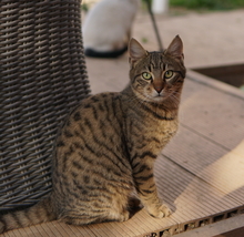 BOMMEL, Katze, Hauskatze in Griechenland - Bild 11