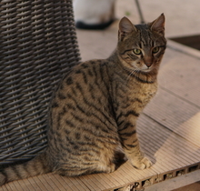 BOMMEL, Katze, Hauskatze in Griechenland - Bild 12