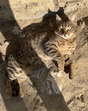 BOMMEL, Katze, Hauskatze in Griechenland - Bild 13