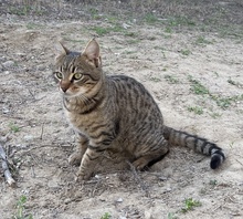 BOMMEL, Katze, Hauskatze in Griechenland - Bild 14