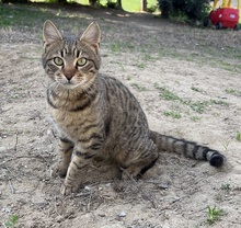 BOMMEL, Katze, Hauskatze in Griechenland - Bild 15