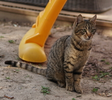 BOMMEL, Katze, Hauskatze in Griechenland - Bild 2