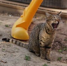 BOMMEL, Katze, Hauskatze in Griechenland - Bild 3