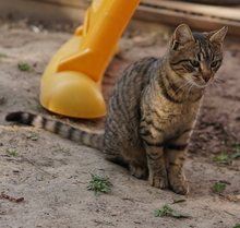 BOMMEL, Katze, Hauskatze in Griechenland - Bild 4