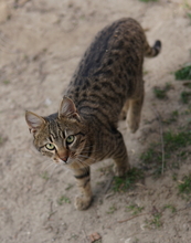 BOMMEL, Katze, Hauskatze in Griechenland - Bild 5