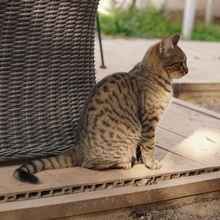 BOMMEL, Katze, Hauskatze in Griechenland - Bild 6