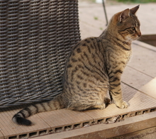 BOMMEL, Katze, Hauskatze in Griechenland - Bild 7