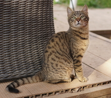 BOMMEL, Katze, Hauskatze in Griechenland - Bild 8