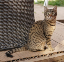 BOMMEL, Katze, Hauskatze in Griechenland - Bild 9