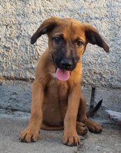 PIESI, Hund, Mischlingshund in Kroatien