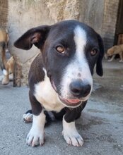 MATEJ, Hund, Mischlingshund in Kroatien