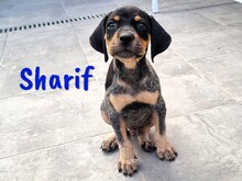SHARIF, Hund, Jagdhund-Mischling in Spanien