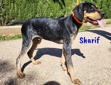 SHARIF, Hund, Jagdhund-Mix in Spanien - Bild 1