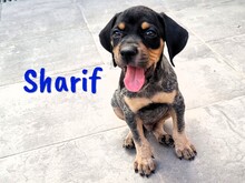 SHARIF, Hund, Jagdhund-Mix in Spanien - Bild 10