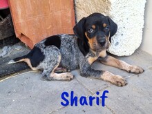 SHARIF, Hund, Jagdhund-Mix in Spanien - Bild 11