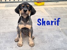 SHARIF, Hund, Jagdhund-Mix in Spanien - Bild 12