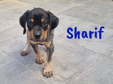 SHARIF, Hund, Jagdhund-Mix in Spanien - Bild 13