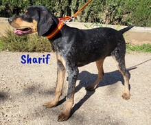 SHARIF, Hund, Jagdhund-Mix in Spanien - Bild 2