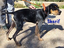 SHARIF, Hund, Jagdhund-Mix in Spanien - Bild 3